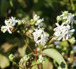 Sieben-Söhne-des-Himmels-Strauch Heptacodium Miconioides 18 Sieben-Söhne-des-Himmels-Strauch Heptacodium Miconioides -Pflanzenladen Sieben S hne des himmels 1