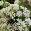 Sieben-Söhne-des-Himmels-Strauch Heptacodium Miconioides 2 Sieben-Söhne-des-Himmels-Strauch Heptacodium Miconioides -Pflanzenladen Sieben S hne mit Hummel