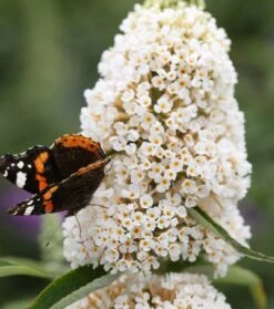 Schmetterlingsflieder Butterfly Candy® (versch. Farben) Buddleja Davidii 14 Schmetterlingsflieder Butterfly Candy® (versch. Farben) Buddleja Davidii -Pflanzenladen Sommerflieder weiss1