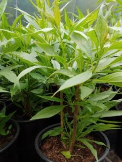 Sommerglocke / Baumoleander `Summer Bells´ Chitalpa Tashkentensis `Summer Bells´ 8 Sommerglocke / Baumoleander `Summer Bells´ Chitalpa Tashkentensis `Summer Bells´ -Pflanzenladen Sommerglocke Chitalpa Summer bells