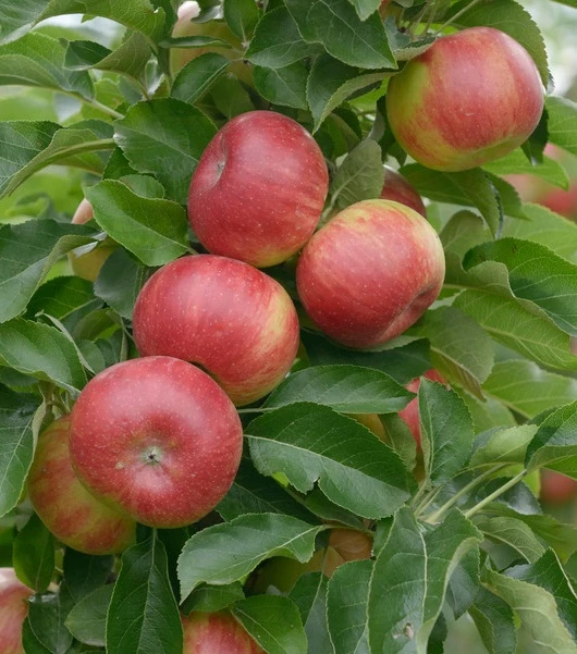 Säulenapfel `SonateⓈ´ Malus Domestica `Sonate´ 3 Säulenapfel `SonateⓈ´ Malus Domestica `Sonate´