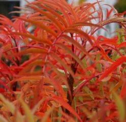 Eberesche `Dodong´ Sorbus Conmixta `Dodong´ 7 Eberesche `Dodong´ Sorbus Conmixta `Dodong´ -Pflanzenladen Sorbus Dodong4