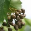 Elsbeere Sorbus Torminalis -Pflanzenladen Sorbus torminalis 3