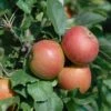 Säulenapfel Spurkoop Malus Domestica `Spurkoop´ 2 Säulenapfel Spurkoop Malus Domestica `Spurkoop´ -Pflanzenladen SpurkoopFY2pp5KkZKmfy
