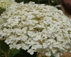 Garten-Hortensie `Incrediball®´ Hydrangea Arborescens 11 Garten-Hortensie `Incrediball®´ Hydrangea Arborescens -Pflanzenladen Strong anabelle1