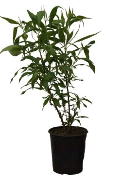 Sommerglocke / Baumoleander `Summer Bells´ Chitalpa Tashkentensis `Summer Bells´ 11 Sommerglocke / Baumoleander `Summer Bells´ Chitalpa Tashkentensis `Summer Bells´ -Pflanzenladen Summer bells