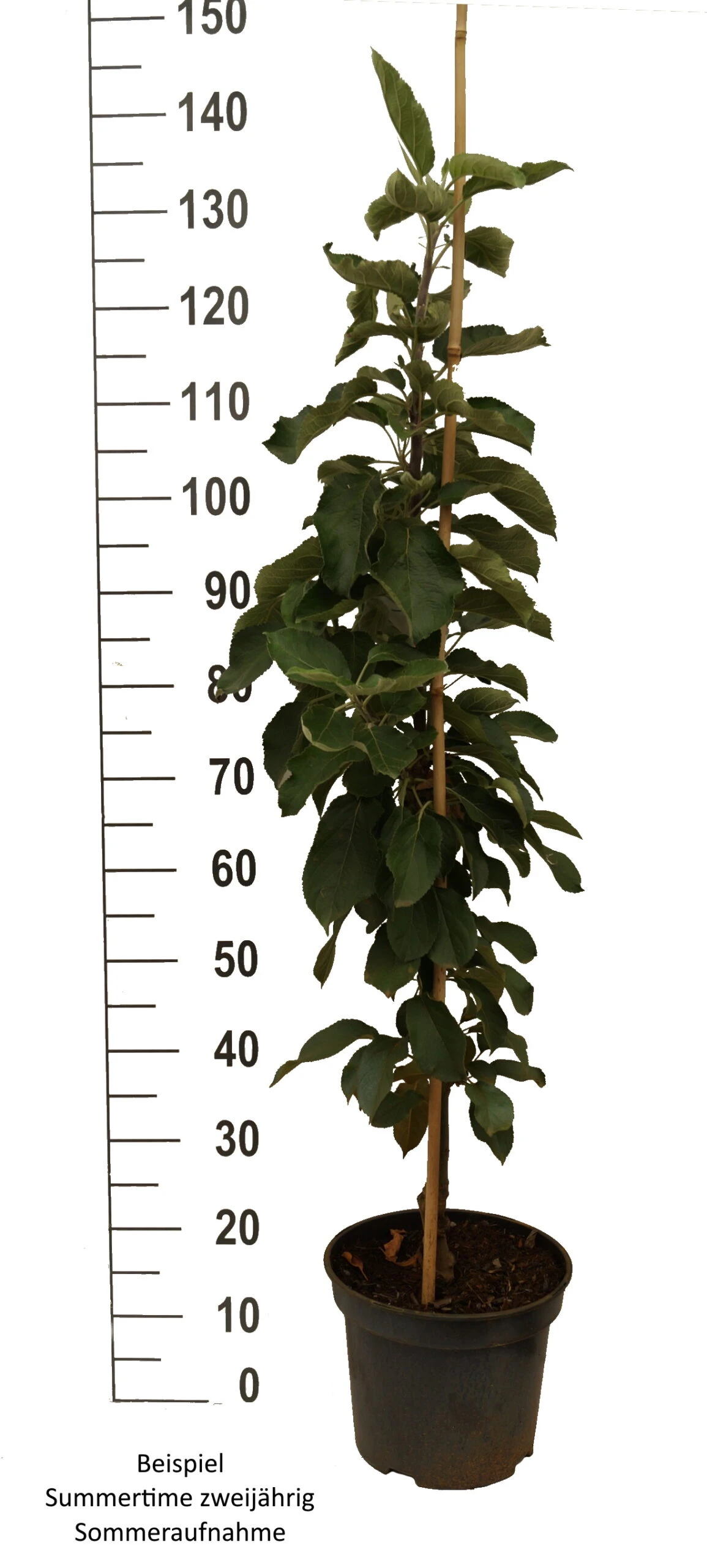 Säulenapfel SummertimeⓈ Malus Domestica `Summertime´ 4 Säulenapfel SummertimeⓈ Malus Domestica `Summertime´ – Bild 2