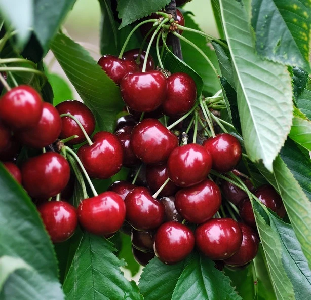 Sunburst-selbstfruchtbar Prunus Avium `Sunburst´ 3 Sunburst-selbstfruchtbar Prunus Avium `Sunburst´