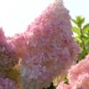 Kompakte Rispenhortensie `Sundae Fraise´ Hydrangea Paniculata `Sundae Fraise´ 1 Kompakte Rispenhortensie `Sundae Fraise´ Hydrangea Paniculata `Sundae Fraise´ -Pflanzenladen Sundae Fraise13oEjyJ3xi4YNJ