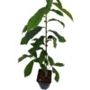 Veredelte Indianerbanane `Sunflower´ Asimina Triloba `Sunflower´