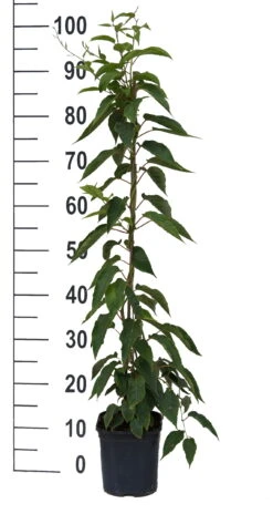 Bayernkiwi 3er-Set Mit Großfrüchtigen Sorten Actinidia Arguta 7 Bayernkiwi 3er-Set Mit Großfrüchtigen Sorten Actinidia Arguta -Pflanzenladen Super Jumbo weissFvoRaFC425vl0
