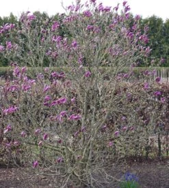 Purpur-Magnolie `Susan´ Magnolia Liliiflora `Susan´ 8 Purpur-Magnolie `Susan´ Magnolia Liliiflora `Susan´ -Pflanzenladen Susan Bl tezeit