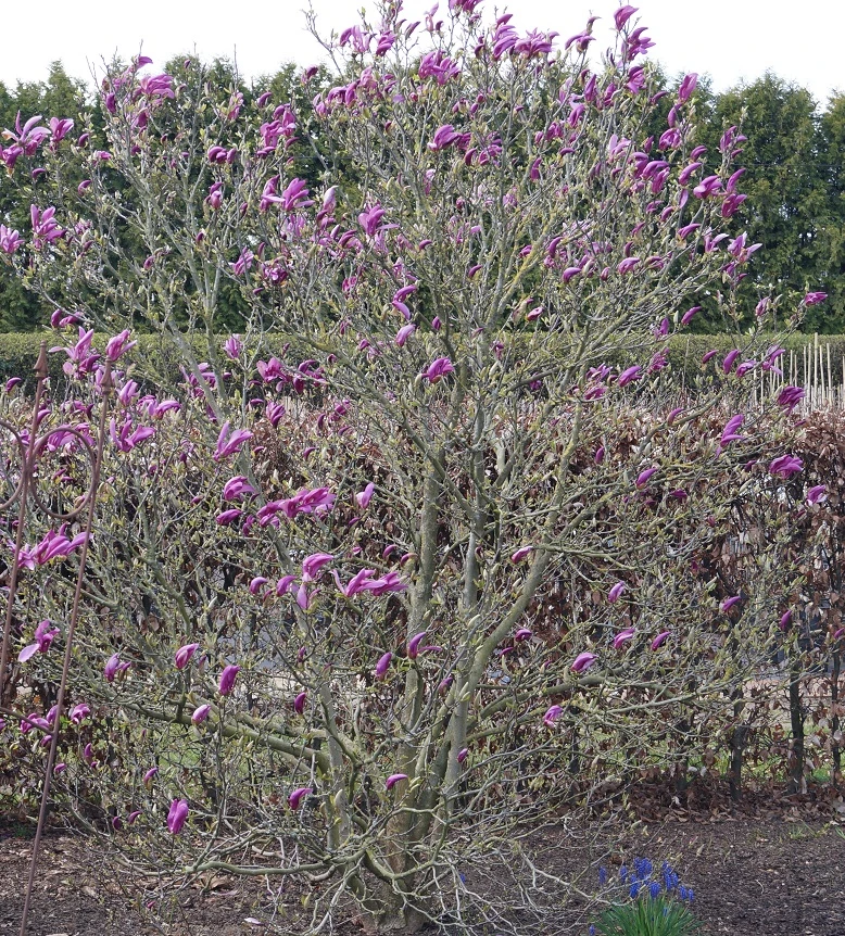 Purpur-Magnolie `Susan´ Magnolia Liliiflora `Susan´ 5 Purpur-Magnolie `Susan´ Magnolia Liliiflora `Susan´ – Bild 3