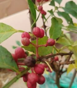 Szechuan Pfeffer Zanthoxylum Simulans 7 Szechuan Pfeffer Zanthoxylum Simulans -Pflanzenladen Szechuan Pfeffer