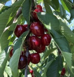 Süßkirsche `Tamara´ Prunus Avium 8 Süßkirsche `Tamara´ Prunus Avium -Pflanzenladen Tamara