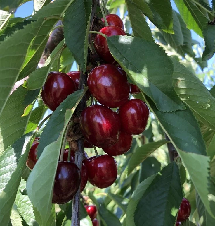 Süßkirsche `Tamara´ Prunus Avium 4 Süßkirsche `Tamara´ Prunus Avium – Bild 2