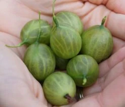 Tatjana, Grün, Fast Stachellos Ribes Uva-crispa `Tatjana´