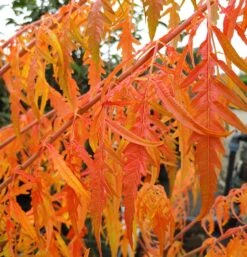 Essigbaum `Tiger Eyes´ Rhus Typhina `Tiger Eyes´ 10 Essigbaum `Tiger Eyes´ Rhus Typhina `Tiger Eyes´ -Pflanzenladen Tiger Eyes Rhus