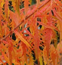 Essigbaum `Tiger Eyes´ Rhus Typhina `Tiger Eyes´ 9 Essigbaum `Tiger Eyes´ Rhus Typhina `Tiger Eyes´ -Pflanzenladen Tiger Eyes Rhus1