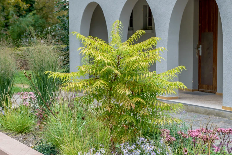 Essigbaum `Tiger Eyes´ Rhus Typhina `Tiger Eyes´ 3 Essigbaum `Tiger Eyes´ Rhus Typhina `Tiger Eyes´