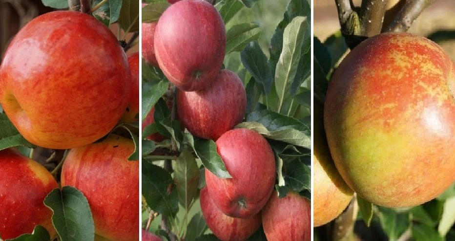 Halbstamm Drei-Sorten Apfelbaum (Gala, Elstar, Jonagold, Cox Orange) Malus Domestica 3 Halbstamm Drei-Sorten Apfelbaum (Gala, Elstar, Jonagold, Cox Orange) Malus Domestica