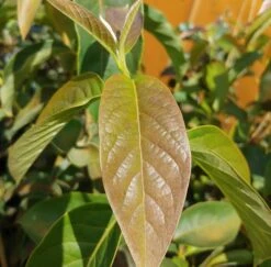 Schwarzer Tupelobaum Nyssa Sylvatica 10 Schwarzer Tupelobaum Nyssa Sylvatica -Pflanzenladen Tupelobaum Blatt