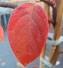 Schwarzer Tupelobaum Nyssa Sylvatica 12 Schwarzer Tupelobaum Nyssa Sylvatica -Pflanzenladen Tupelobaum herbstf rbung 1