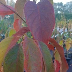 Schwarzer Tupelobaum Nyssa Sylvatica 11 Schwarzer Tupelobaum Nyssa Sylvatica -Pflanzenladen Tupelobaum herbstf rbung