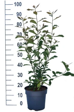 Schwarzer Tupelobaum Nyssa Sylvatica 13 Schwarzer Tupelobaum Nyssa Sylvatica -Pflanzenladen Tupelobaum weiss