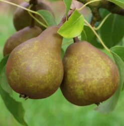 Uta Pyrus Communis `Uta´ -Pflanzenladen Uta