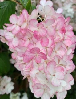 Rispenhortensie `Vanille-Fraise´ Hydrangea Paniculata `Vanille Fraise´ 12 Rispenhortensie `Vanille-Fraise´ Hydrangea Paniculata `Vanille Fraise´ -Pflanzenladen Vanille Fraise 2017