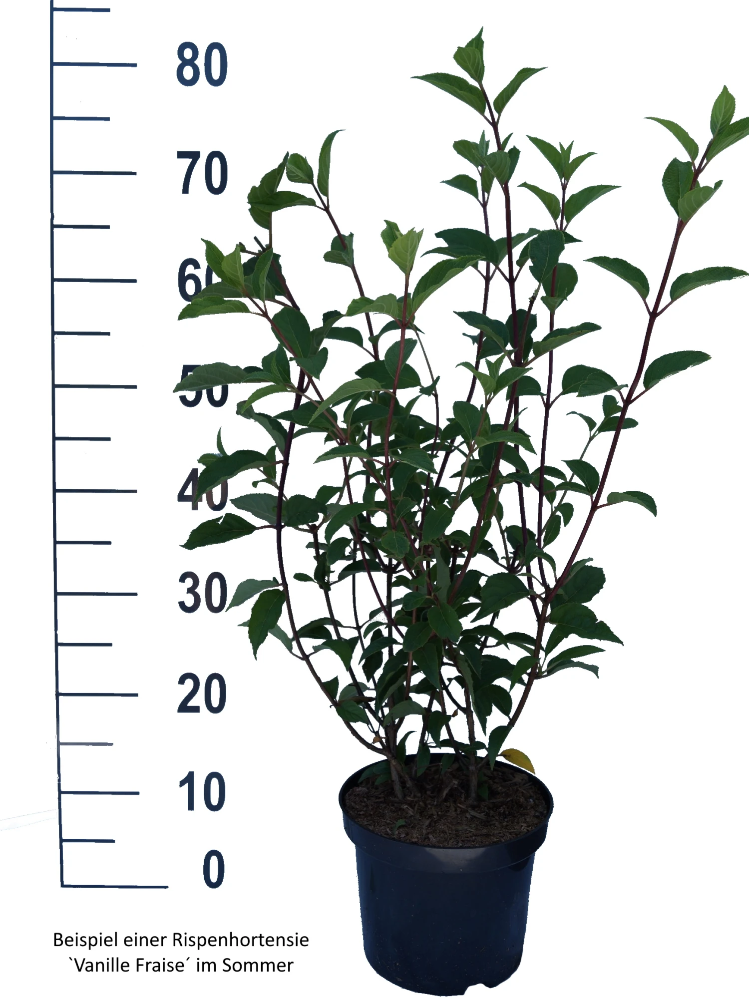 Rispenhortensie `Vanille-Fraise´ Hydrangea Paniculata `Vanille Fraise´ 9 Rispenhortensie `Vanille-Fraise´ Hydrangea Paniculata `Vanille Fraise´ – Bild 7