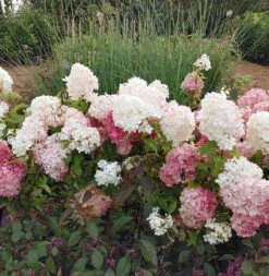 Rispenhortensie `Vanille-Fraise´ Hydrangea Paniculata `Vanille Fraise´ 17 Rispenhortensie `Vanille-Fraise´ Hydrangea Paniculata `Vanille Fraise´ -Pflanzenladen Vanille Fraise22