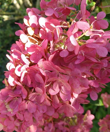 Rispenhortensie `Vanille-Fraise´ Hydrangea Paniculata `Vanille Fraise´ 8 Rispenhortensie `Vanille-Fraise´ Hydrangea Paniculata `Vanille Fraise´ – Bild 6