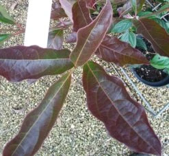 Amerikanischer Schneeball `Brandywine´ Viburnum Nudum `Brandywine´ -Pflanzenladen Viburnum Brandywine Herbstf rbung