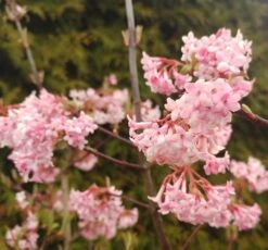 Duftender Winterschneeball `Dawn´ Viburnum Bodnantense `Dawn´ 10 Duftender Winterschneeball `Dawn´ Viburnum Bodnantense `Dawn´ -Pflanzenladen Viburnum Dawn2