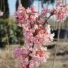 Duftender Winterschneeball `Dawn´ Viburnum Bodnantense `Dawn´ -Pflanzenladen Viburnum Dawn9