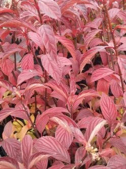 Duftender Winterschneeball `Dawn´ Viburnum Bodnantense `Dawn´ 11 Duftender Winterschneeball `Dawn´ Viburnum Bodnantense `Dawn´ -Pflanzenladen Viburnum bodnantense dawn herbstf rbung