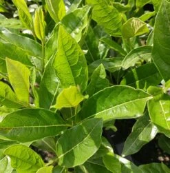 Amerikanischer Schneeball `Brandywine´ Viburnum Nudum `Brandywine´ -Pflanzenladen Viburnum nudum 2