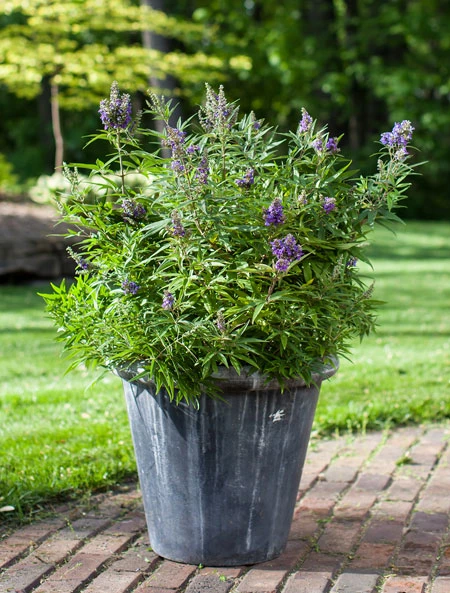 Zwerg-Mönchspfeffer `Blue Puffball´ ® Vitex Agnus-castus 3 Zwerg-Mönchspfeffer `Blue Puffball´ ® Vitex Agnus-castus