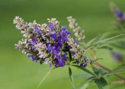 Zwerg-Mönchspfeffer `Blue Puffball´ ® Vitex Agnus-castus 7 Zwerg-Mönchspfeffer `Blue Puffball´ ® Vitex Agnus-castus -Pflanzenladen Vitex BluePuffball 7