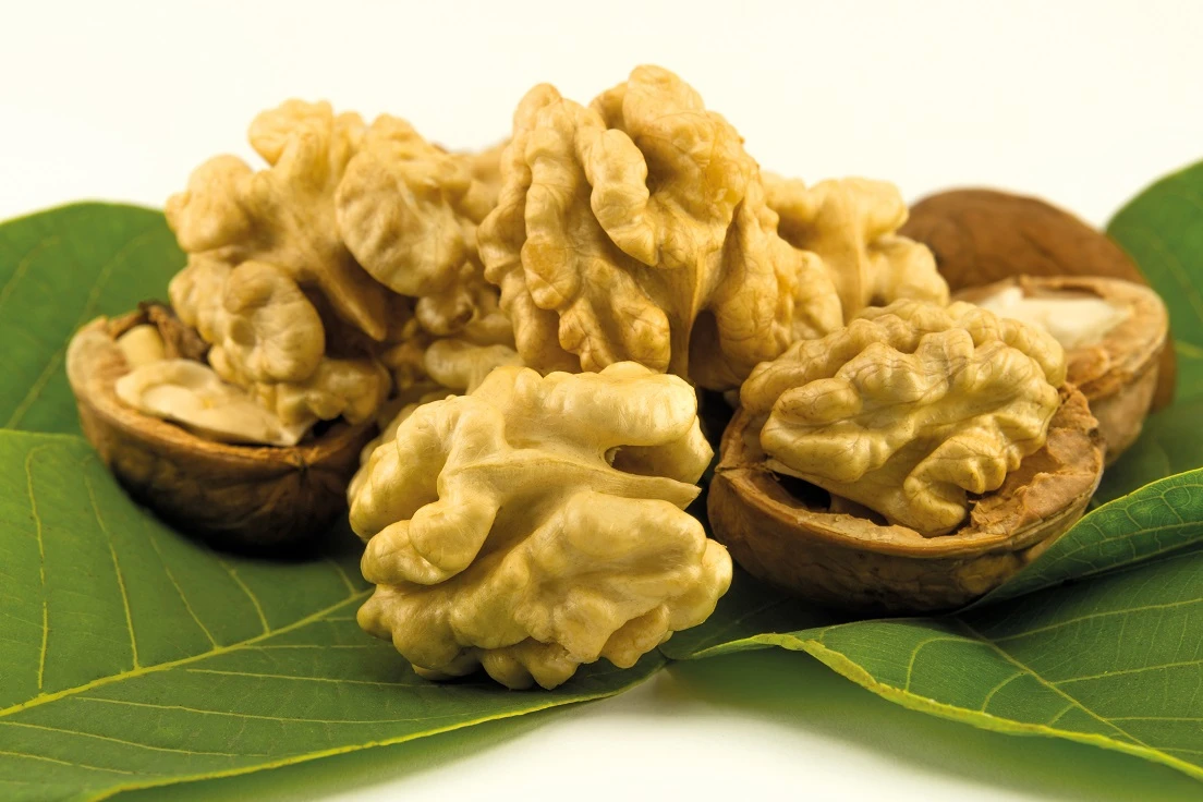 Walnuss `Chandler´ Juglans Regia 3 Walnuss `Chandler´ Juglans Regia