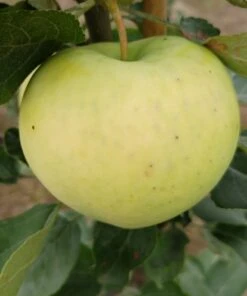 Weißer Klarapfel Malus Domestica -Pflanzenladen Weisser Klarapfel 1