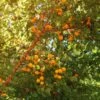 Wildaprikose Prunus Armeniaca 2 Wildaprikose Prunus Armeniaca -Pflanzenladen Wilde Marille