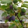 Sibirische Blaubeere / Honigbeere `Wojtek´ Lonicera Kamtschatica `Wojtek´ 2 Sibirische Blaubeere / Honigbeere `Wojtek´ Lonicera Kamtschatica `Wojtek´ -Pflanzenladen Wojtek sibirische blaubeere