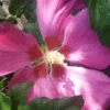 Hibiskus `Woodbridge´ Hibiscus Syriacus `Woodbridge´ -Pflanzenladen Woodbridge
