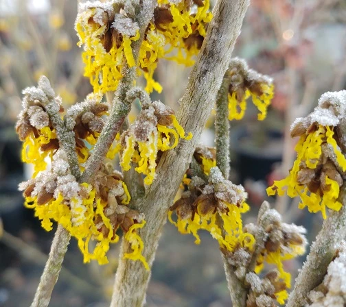 Zaubernuss `Arnold Promise´ Hamamelis X Intermedia `Arnold Promise´ 5 Zaubernuss `Arnold Promise´ Hamamelis X Intermedia `Arnold Promise´ – Bild 3