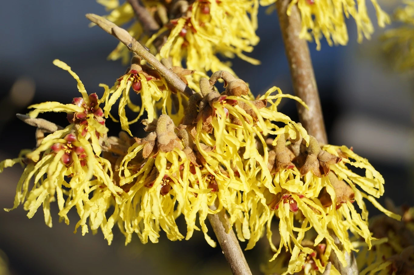 Zaubernuss `Arnold Promise´ Hamamelis X Intermedia `Arnold Promise´ 4 Zaubernuss `Arnold Promise´ Hamamelis X Intermedia `Arnold Promise´ – Bild 2