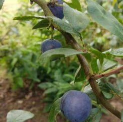 Zibarte Voraussichtlich Ab Juni/Juli Wieder Verfügbar 9 Zibarte Voraussichtlich Ab Juni/Juli Wieder Verfügbar -Pflanzenladen Zibarte 2