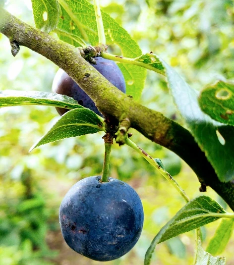 Zibarte Voraussichtlich Ab Juni/Juli Wieder Verfügbar 3 Zibarte Voraussichtlich Ab Juni/Juli Wieder Verfügbar